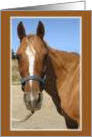 Full Attention Horse Friendship Card