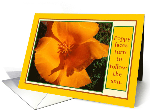 Poppy Faces Turn To Follow Sun - Congratulations on... (798583)