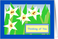 Thinking of You! - White Star Daffodils for Parents card