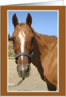 Full Attention Horse Friendship Card