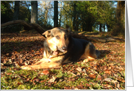 German Shepherd Dog in Forest Blank Note Card