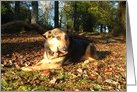 German Shepherd Dog in Forest Blank Note Card