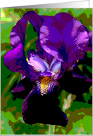 Abstract Purple Iris...