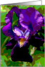 Abstract Purple Iris Blank Note Card