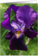 Purple Iris Blank...