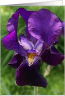 Purple Iris Blank Note Card