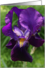Purple Iris Blank Note Card