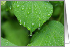 Green Hydrangea Leaf with Raindrop Nature Blank Note Card