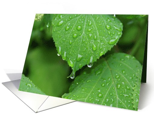 Feel Better Soon - Green Hydrangea Leaf with Rain droplet-... (795066)