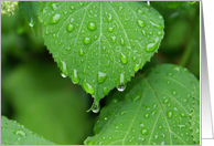 Feel Better Soon - Green Hydrangea Leaf with Rain droplet- John Milton quote card