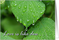 Love is like dew -Green Hydrangea Leaf with Rain droplet card