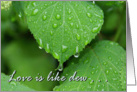 Love is like dew -Green Hydrangea Leaf with Rain droplet card