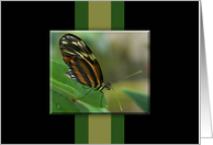 Zebra Longwing Butterfly Blank Note Card