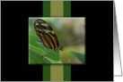 Zebra Longwing Butterfly Blank Note Card