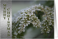 Merry Christmas to you and your family - Evergreen Tree card