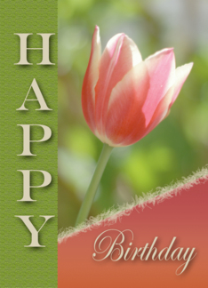 Happy Birthday Tulip...