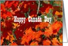 Happy Canada Day Red Maple Tree card