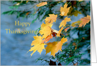 Happy Thanksgiving Maple Leaves Yellow Orange card