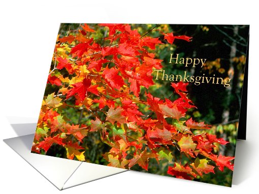 Happy Thanksgiving Red Maple Leaves card (831346)