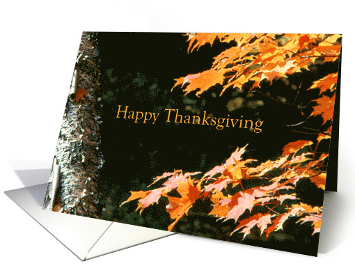 Happy Thanksgiving Birch Tree Orange Maple Leaves card (831358)