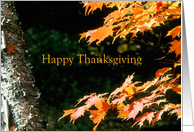 Happy Thanksgiving Birch Tree Orange Maple Leaves card