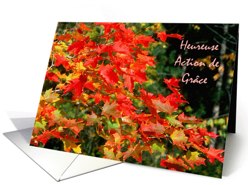 French Canadian Thanksgiving card (832313)