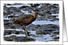 Seabird with long beak searching for food blank card