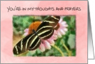 You’re in my thoughts and prayers, with zebra butterfly card