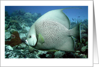 Tropical Caribbean fish-thank you caregiver card