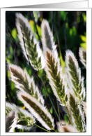 Backlit plants signal hope as you battle cancer card