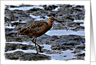 Seabird with long beak searching for food blank card