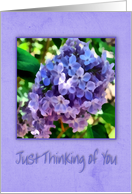 Just thinking of you with lilacs card