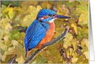 Kingfisher Sitting On A Branch Of Golden Autumn Leaves card