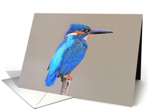 Kingfisher Sitting On A Branch card (1880230)