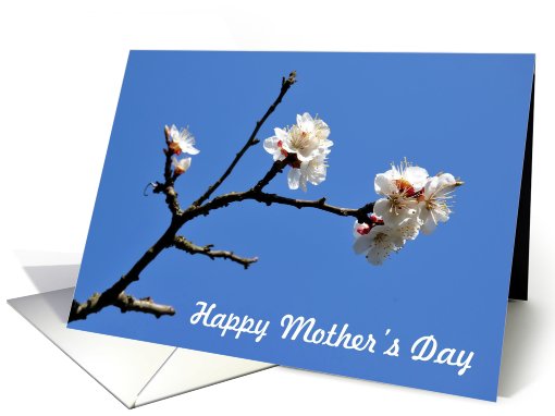 Mother's day Spring Blossoms Branch card (776282)