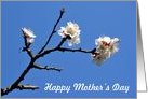 Mother’s day Spring Blossoms Branch card