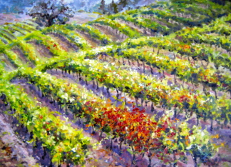 Fall Vineyard