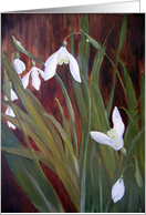 Snowdrops