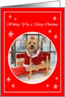 Wishing You a Merry Christmas Shih Tzu Dog in a Sled card
