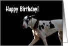 Happy Birthday Harlequin Great Dane card
