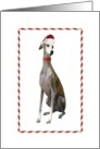 Christmas Happy Holidays Greyhound in a Santa Hat card
