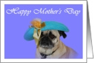 Happy Mother’s Day Pug Dog with a Hat card