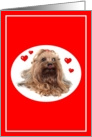 Valentine’s Day Yorkshire Terrier with Hearts card