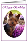 Happy Birthday Yorkshire Terrier card