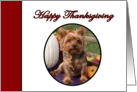 Happy Thanksgiving Yorkshire Terrier Dog with Harvest Vegetables card