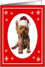 Christmas Yorkshire Terrier Dog in a Santa hat card