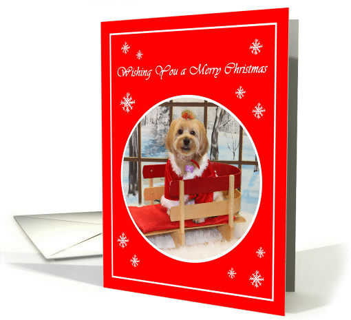 Wishing You a Merry Christmas Shih Tzu Dog in a Sled card (1026967)