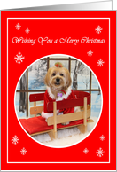 Wishing You a Merry Christmas Shih Tzu Dog in a Sled card