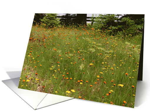 Meadow with Flowers Thinking of You card (803153)