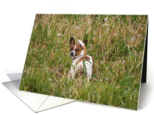 Missing You Chihuahua in the Long Grass card (825355)